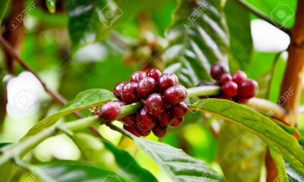 Giá cà phê Tây Nguyên tăng 100 đồng/kg, cao nhất đạt 32.700 đồng/kg