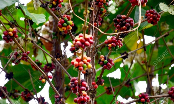 Cà phê Tây Nguyên giữ đà tăng, cao nhất đạt 32.800 đồng/kg