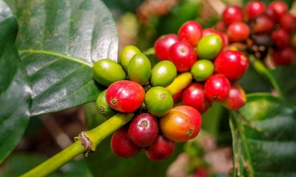 Giá cà phê Tây Nguyên tiếp tục tăng