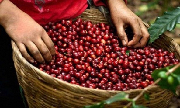 Cà phê Tây Nguyên giảm 100 đồng/kg, cao nhất đạt 32.800 đồng