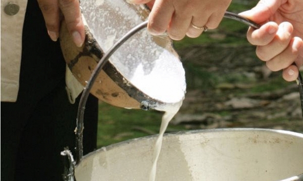 Giá cao su giảm đồng loạt do làn sóng COVID-19 mới