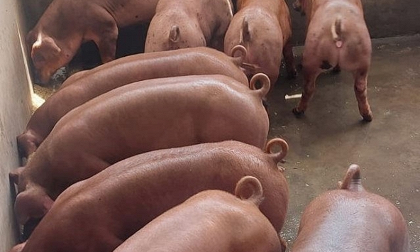 Giá heo hơi có nguy cơ xuống dưới 70.000 đồng/kg