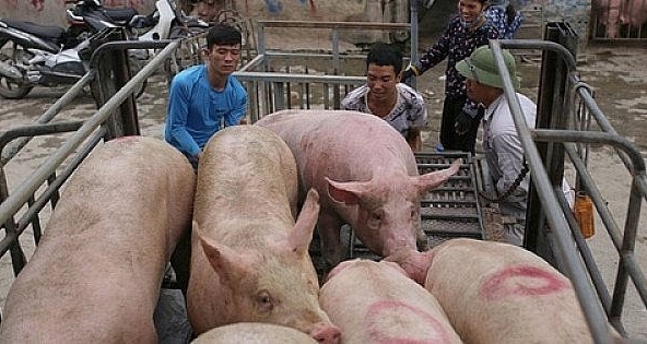 Giá heo hơi vẫn đi ngược giá cám