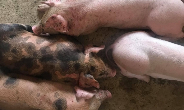 Giá heo hơi đứng im vì sức tiêu thụ thịt chậm