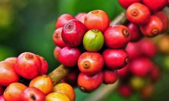 Giá cà phê thế giới tăng nhẹ đầu tuần