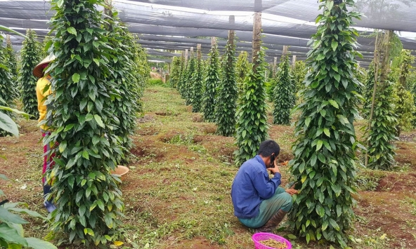Giá tiêu quanh mức dưới 70.000 đồng/kg, giao dịch trầm lắng trước dịch bệnh