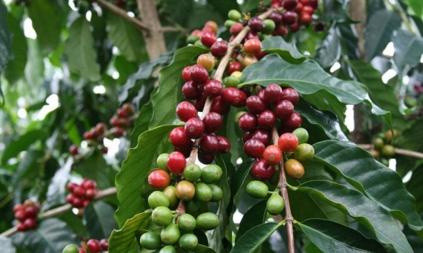 Giá cà phê thế giới tăng mạnh