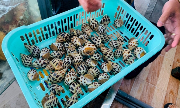 Nhà hàng bán 1,8 triệu đồng/kg ốc hương ở Nha Trang 'không chặt chém' nhưng vẫn tạm dừng kinh doanh