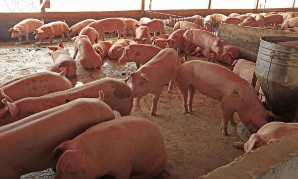 Heo Thái không về, giá heo hơi miền Nam hưởng lợi