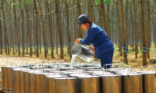 Nhu cầu phục hồi khiến giá cao su đồng loạt tăng