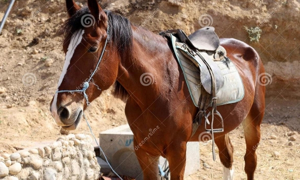 Lần đầu tiên phát hiện ngựa tại Israel nhiễm một chủng virus corona