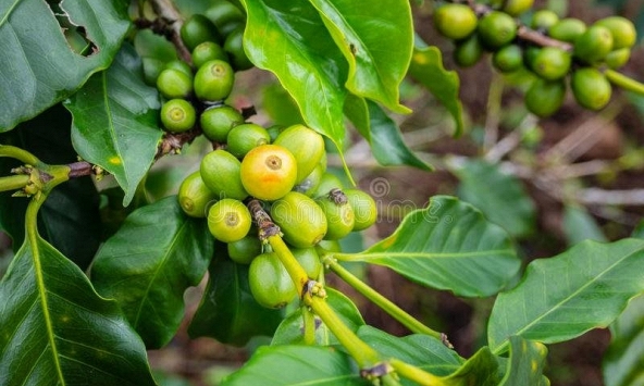 Giá cà phê Tây Nguyên giảm 200 đồng/kg