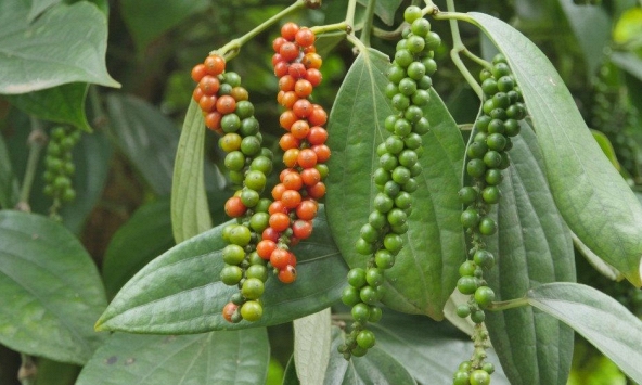 Giá tiêu đi ngang phiên thứ 5 liên tiếp