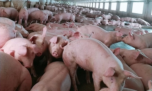 Heo hơi sắp bước vào đợt giảm giá mới?