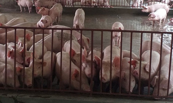 Giá heo hơi miền Bắc về sát mốc 70.000 đồng/kg