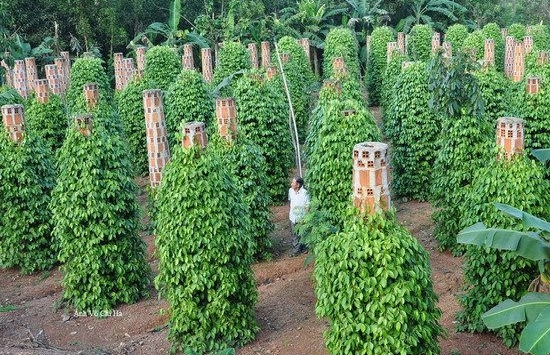 Giá tiêu Gia Lai còn 64.000đ/kg