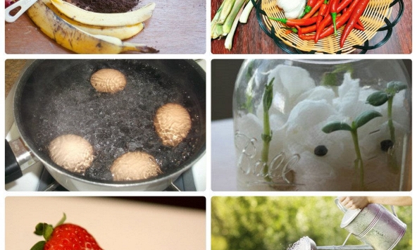 Mẹo chăm sóc cây xanh tươi tốt quanh năm mà không tốn một xu