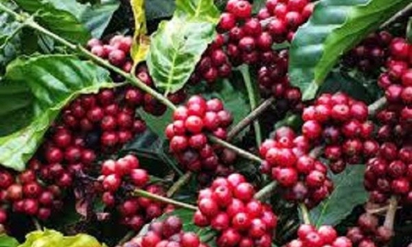 Giá cà phê tiếp tục tăng 500 đồng/kg