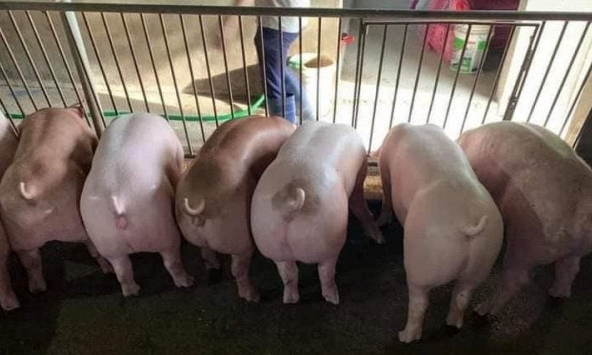 Giá heo hơi tiếp tục chịu áp lực dịch bệnh