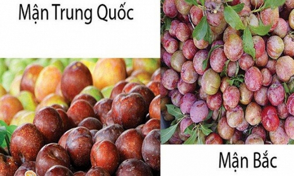 Phân biệt mận Mộc Châu và mận Trung Quốc