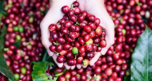 Giá cà phê Robusta tăng mạnh