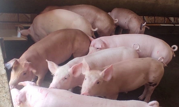 Giá heo hơi ngày 12/5 tiếp tục giảm