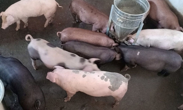 Dự báo giá heo hơi ngày 13/5: Tăng cục bộ tại một số địa phương