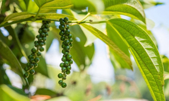 Sản lượng tiêu của Việt Nam có thể giảm đến 30% trong năm 2021