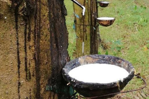 Giá cao su bật tăng trên sàn Nhật Bản 