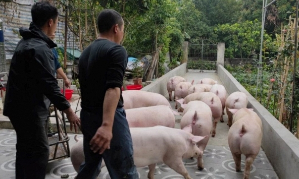Giá heo hơi nhiều tỉnh miền Bắc còn 62.000 – 66.000 đồng/kg
