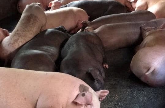 Giá heo hơi xuống dưới 60.000 đồng/kg