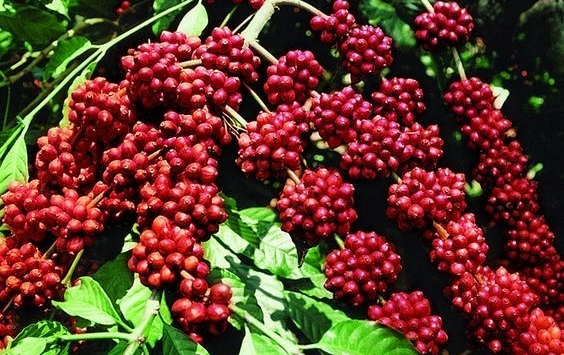 Giá cà phê giảm 700 đồng/kg tại nhiều địa phương