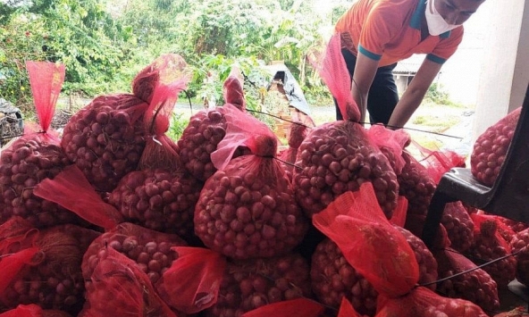 Hơn 30 tấn hành tím Sóc Trăng được 'giải cứu' qua sàn thương mại điện tử