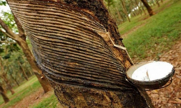 Giá cao su châu Á đồng loạt tăng
