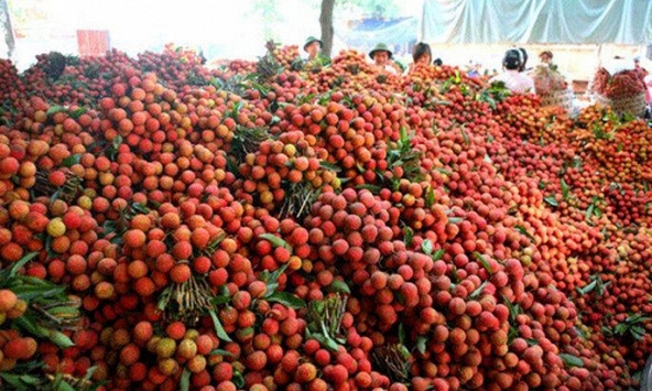 Giữa tâm dịch COVID-19, vải thiều Bắc Giang sẽ tiêu thụ như thế nào?