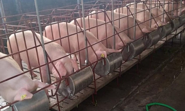 Giá heo hơi miền Bắc trở lại mốc 70.000 đồng/kg