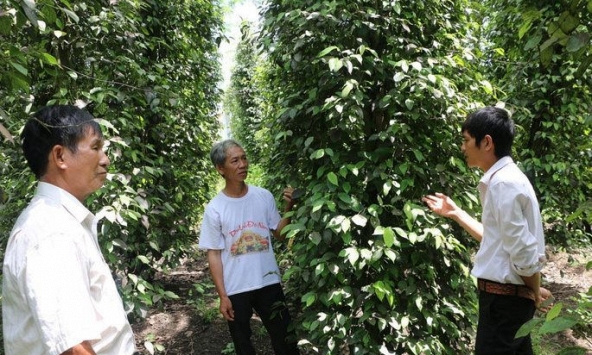 Giá tiêu trong nước đi ngang