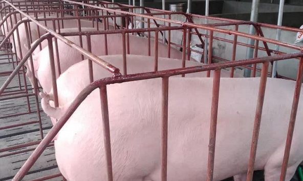 Giá heo hơi miền Bắc phục hồi, miền Nam liên tục giảm