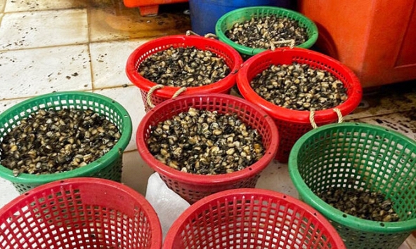 Bắt 2 tấn ốc ngâm hoá chất công nghiệp chuẩn bị ra chợ đầu mối Sài Gòn