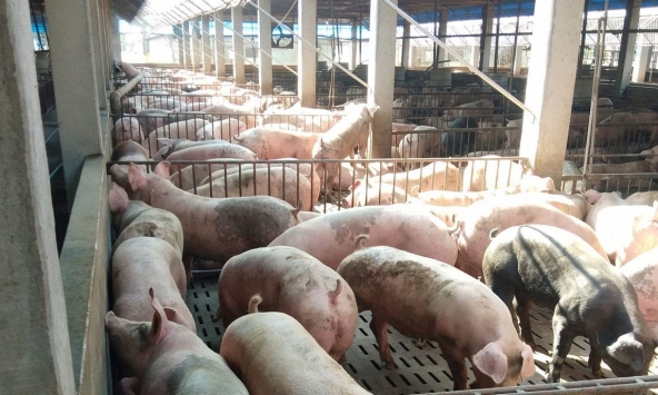 Đà tăng giá heo hơi chững lại