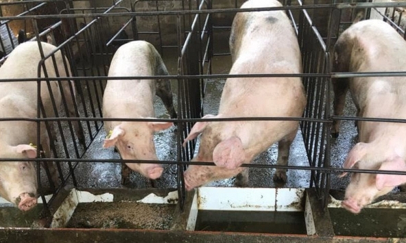 Thêm nhiều tỉnh miền Bắc có giá heo hơi 70.000 đồng/kg