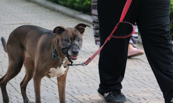 Chó cưng cắn chết người, chủ có bị xử lý?