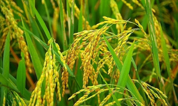 Giá lúa gạo cuối tuần ổn định