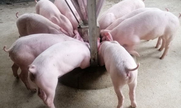 Giá heo hơi giảm mạnh tại Tây Nguyên