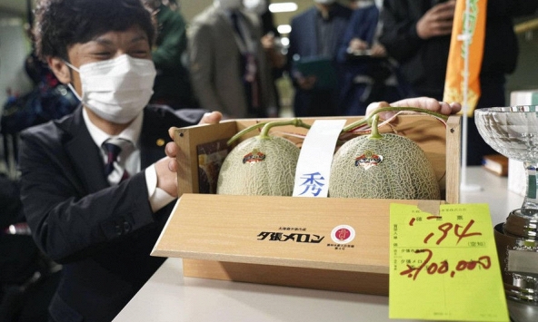 Cặp dưa lưới Nhật Bản có giá hơn nửa tỷ đồng