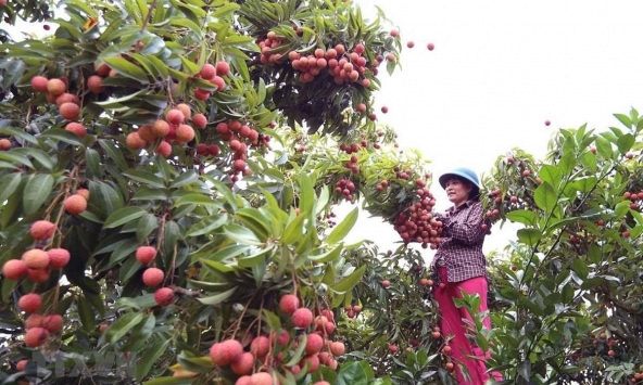 15 tấn vải thiều Bắc Giang lên đường sang Nhật