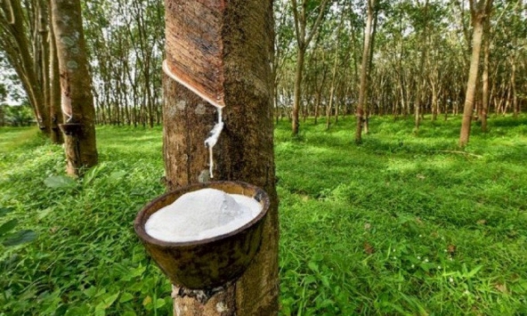 Giá cao su điều chỉnh trái chiều trên sàn châu Á