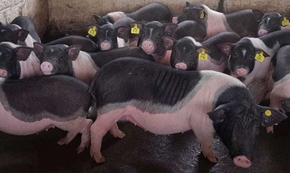 Giá heo hơi hai miền diễn biến trái ngược