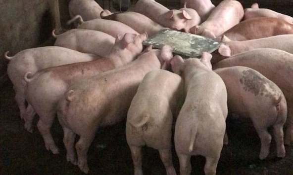 Giá heo hơi tăng không đồng nhất khiến người nuôi nghi ngờ