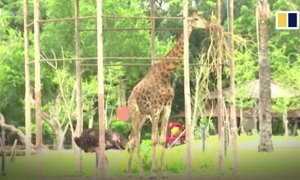 Vườn thú Thái Lan cho động vật nghe nhạc sống để thư giãn do vắng khách